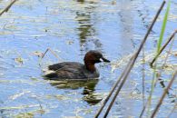 7_Tag_Bird04