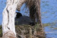 7_Tag_Bird05