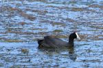 7_Tag_Bird07a