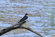 7_Tag_Bird08