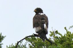 12_Tag_Addo08