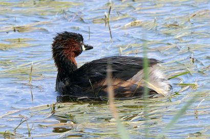 Zwergtaucher P1040204