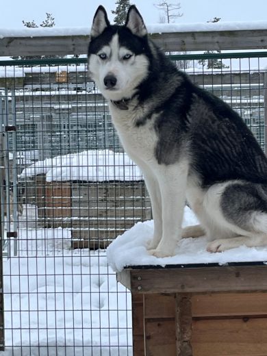 3_Tag_Hunde10