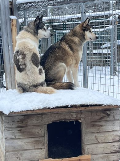 3_Tag_Hunde11