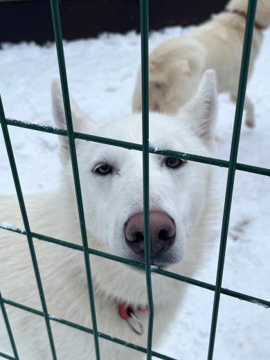 3_Tag_Hunde13