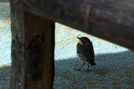 7 Tag Vogel1