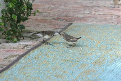 7 Tag Vogel4