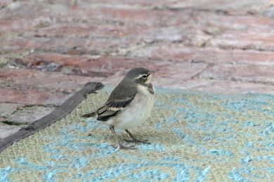 7 Tag Vogel5