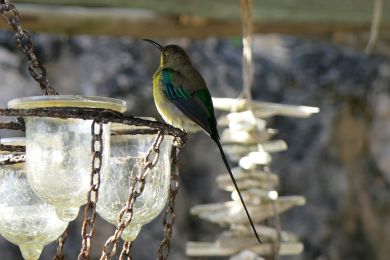 7 Tag Vogel10