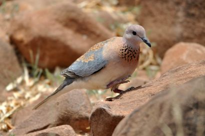 Senegaltaube DSC 1674