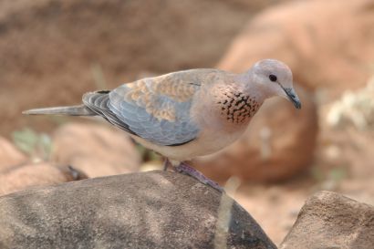 Senegaltaube DSC 1675