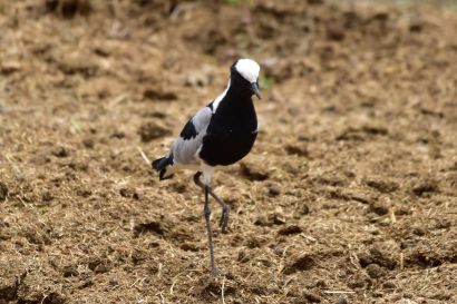 Waffenkiebitz A19 2573