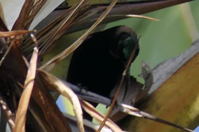 Amethyst Nektarvogel P1070018