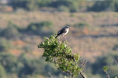 Bergsteinschmaetzer P1040638a