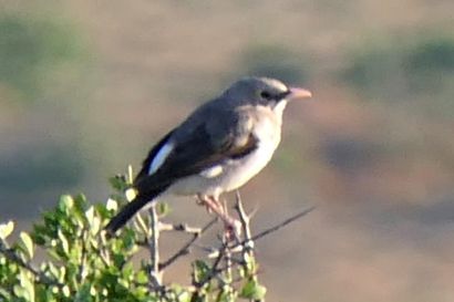 Bergsteinschmaetzer P1040638b