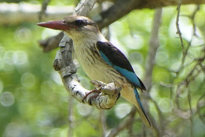 1 Braunkopfliest P1070007