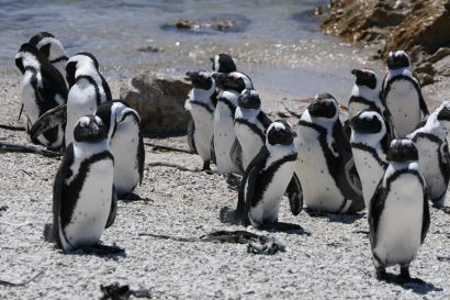 1 Brillenpinguin P1000719