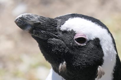 2 Brillenpinguin P1000733