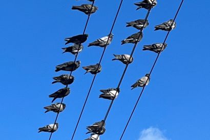 1 Felsentaube IMG 0957