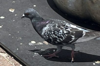 2 Felsentaube IMG 1386