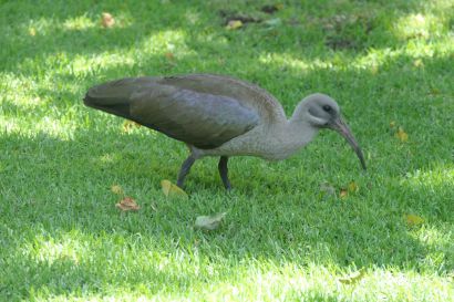 1 Hagedaschibis P1000564