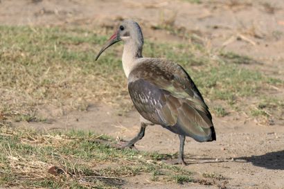 2 Hagedasch P1030978