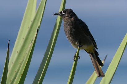 2 Kapbulbul P1010037