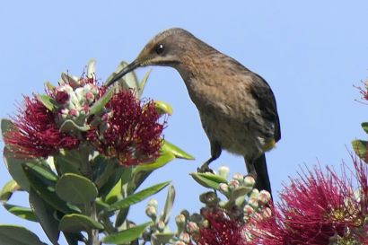 Kaphonigvogel P1060682