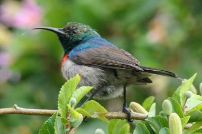 2 Kapnektarvogel P1060787