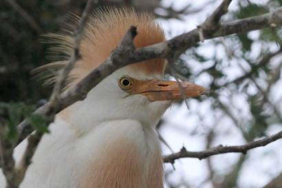 1 Kuhreiher P1010507