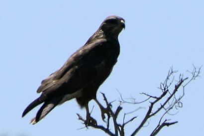 1 Maeusebussard P1040758