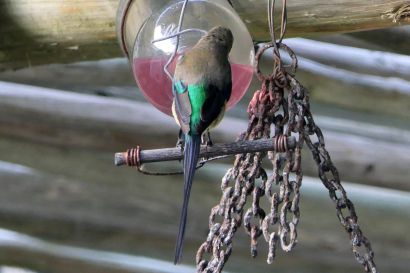 2 Malachitnektarvogel P1060613