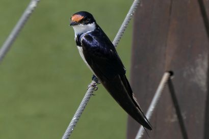 2 Weisskehlschwalbe P1070253