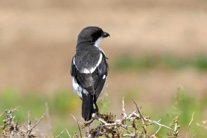 1 Wuergerschnaepper P1040021