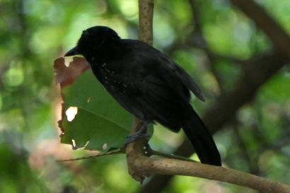 Ameisenwuerger P1090120