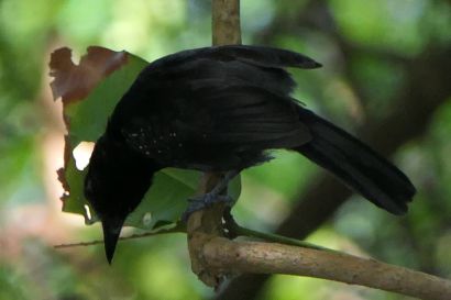 Ameisenwuerger P1090121