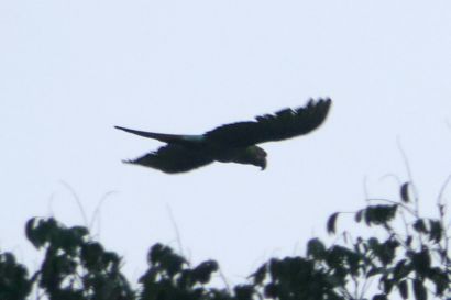 2 Bechsteinara P1070624