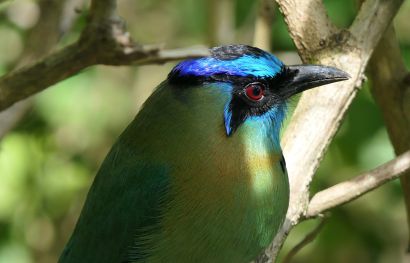 1 Blauscheitelmotmot P1080778