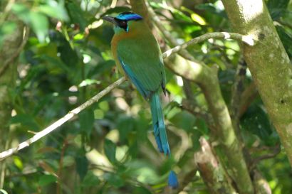 2 Blauscheitelmotmot P1080796