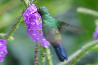 Blausteissamazilie P1090011