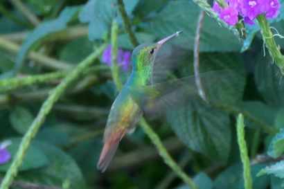 1 Braunschwanzamazilie P1080681