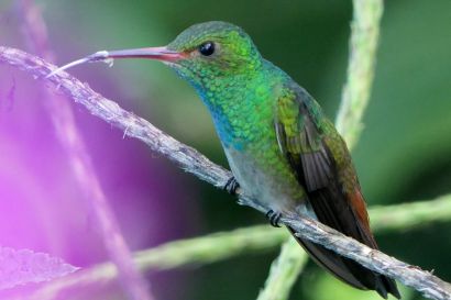 2 Braunschwanzamazilie P1080689