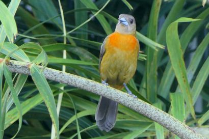 1 Cherrietangare P1090373