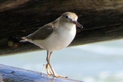 1 Drosseluferlaeufer P1080108