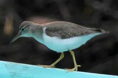 2 Drosseluferlaeufer P1090211