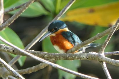 1 Erzfischer P1090275