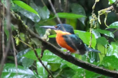 2 Erzfischer P1070654