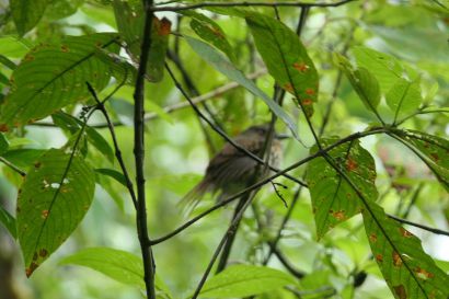 1 Faulvogel P1080566