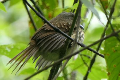 2 Faulvogel P1080569