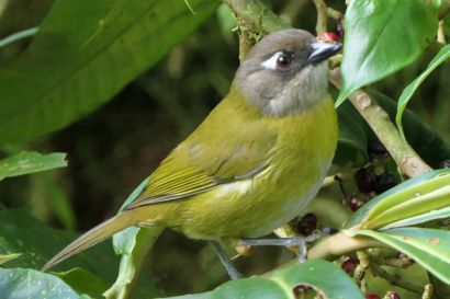 1 Finkengruenammer P1080985